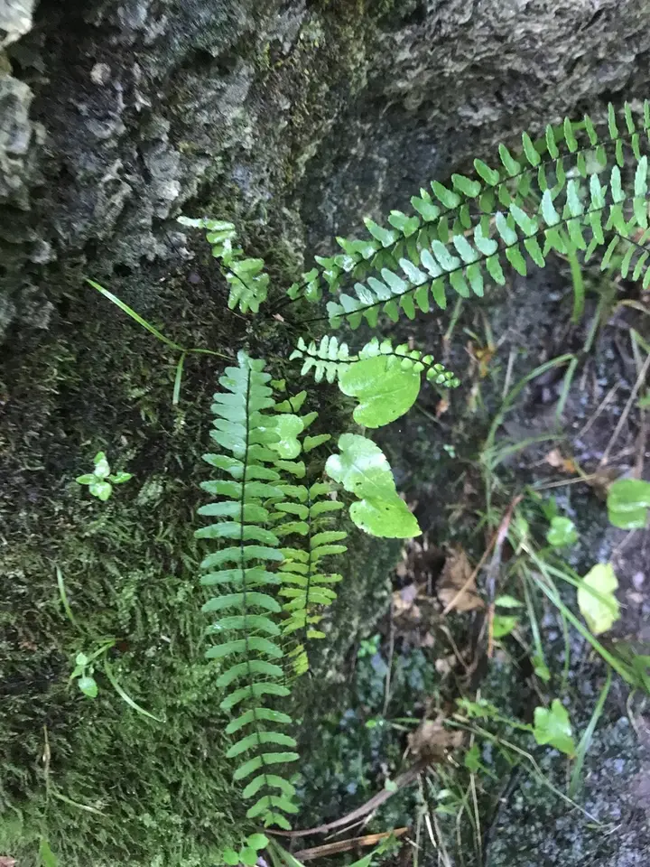 Marl Spleenwort (Asplenium × heteroresiliens)