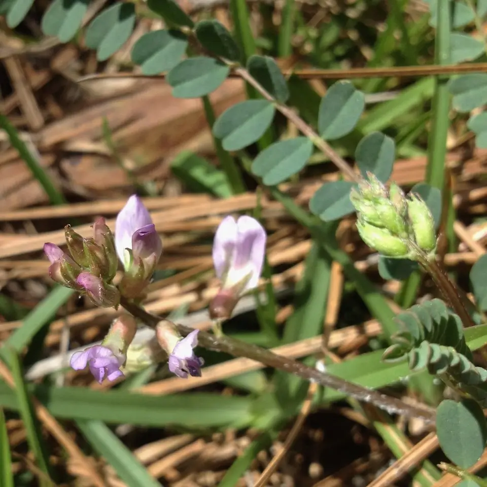 Florida Milkvetch (Astragalus obcordatus)