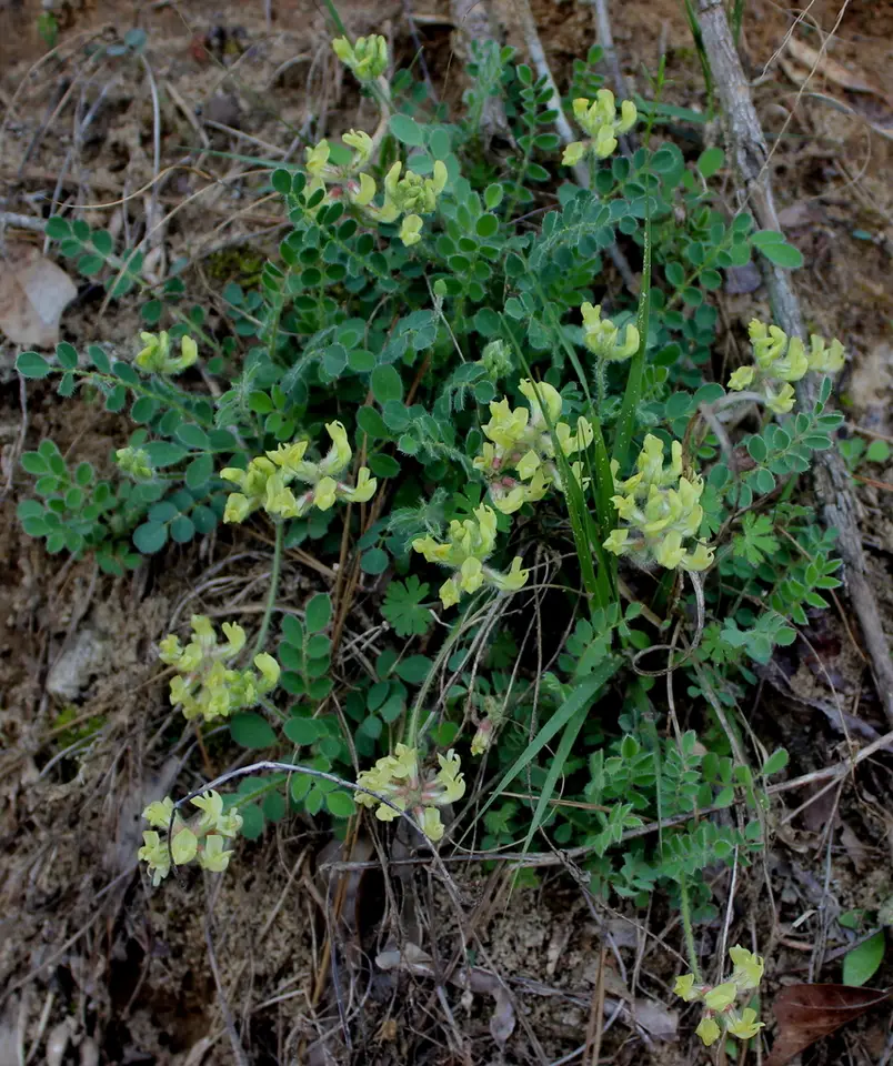 Bearded Milkvetch (Astragalus villosus)