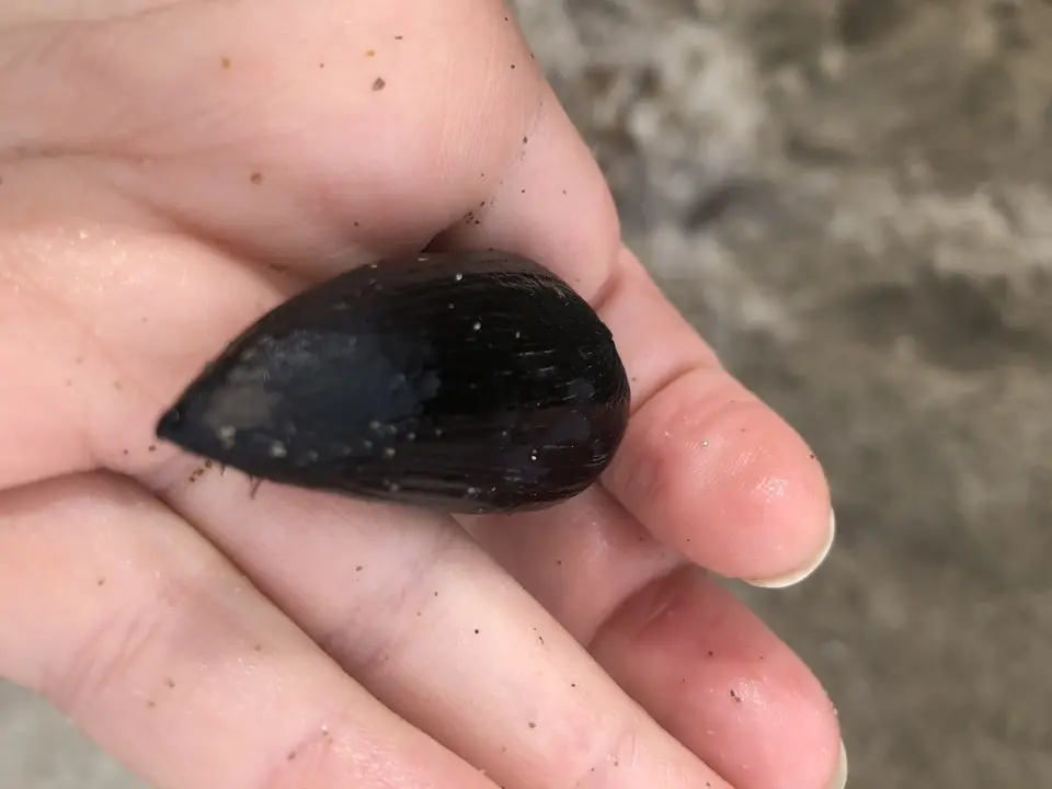 Astrocaryum alatum (Astrocaryum alatum)