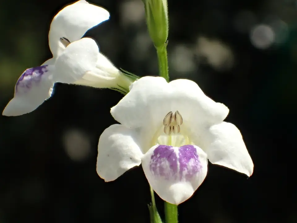 African Coromandel (Asystasia intrusa)