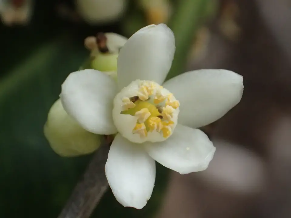 Chinese Box-Orange (Atalantia buxifolia)