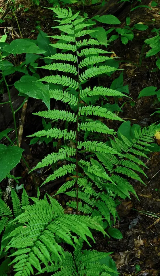 Southern Lady Fern (Athyrium asplenioides)