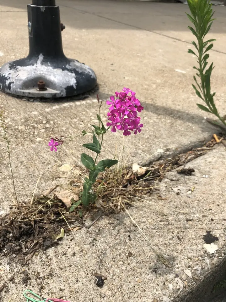 Sweet William Catchfly (Atocion armeria)