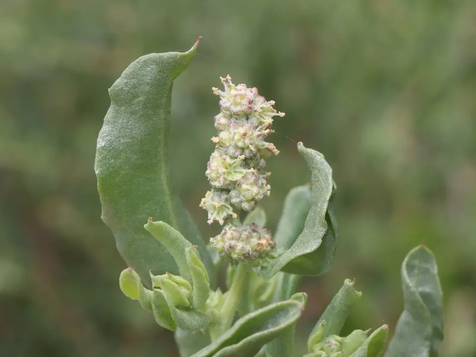 Crested Saltbush (Atriplex pentandra)