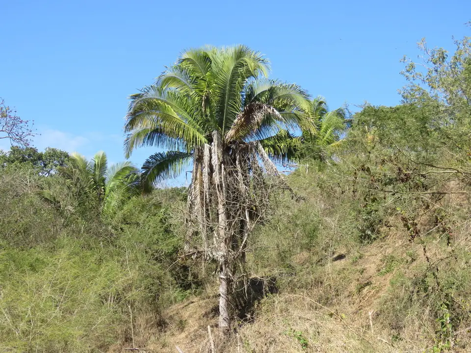 Cohune Palm (Attalea cohune)