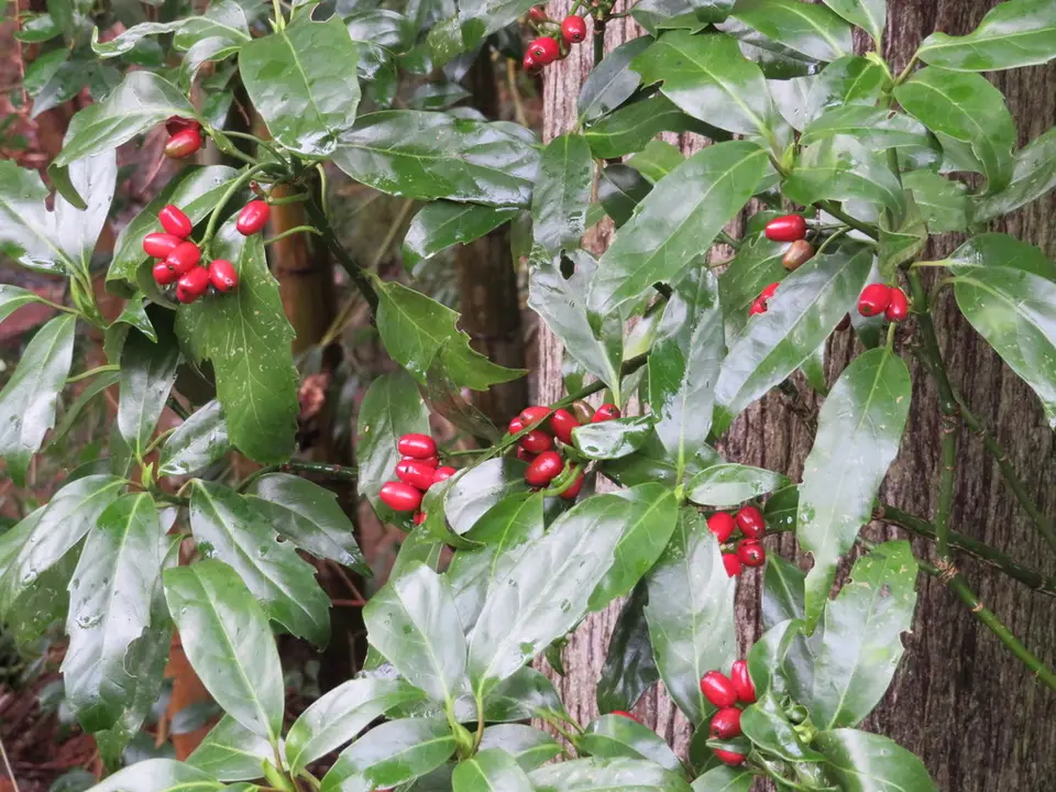 Japanese Aucuba (Aucuba japonica)
