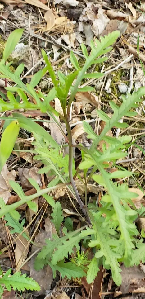 Smooth Yellow False Foxglove (Aureolaria flava)
