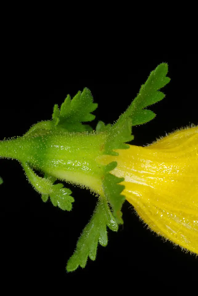 Fern-Leaved False Foxglove (Aureolaria pedicularia)
