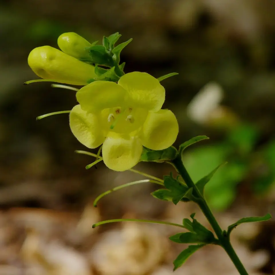 Downy Yellow False Foxglove (Aureolaria virginica)