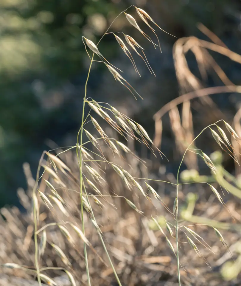 Wild Oat (Avena fatua)