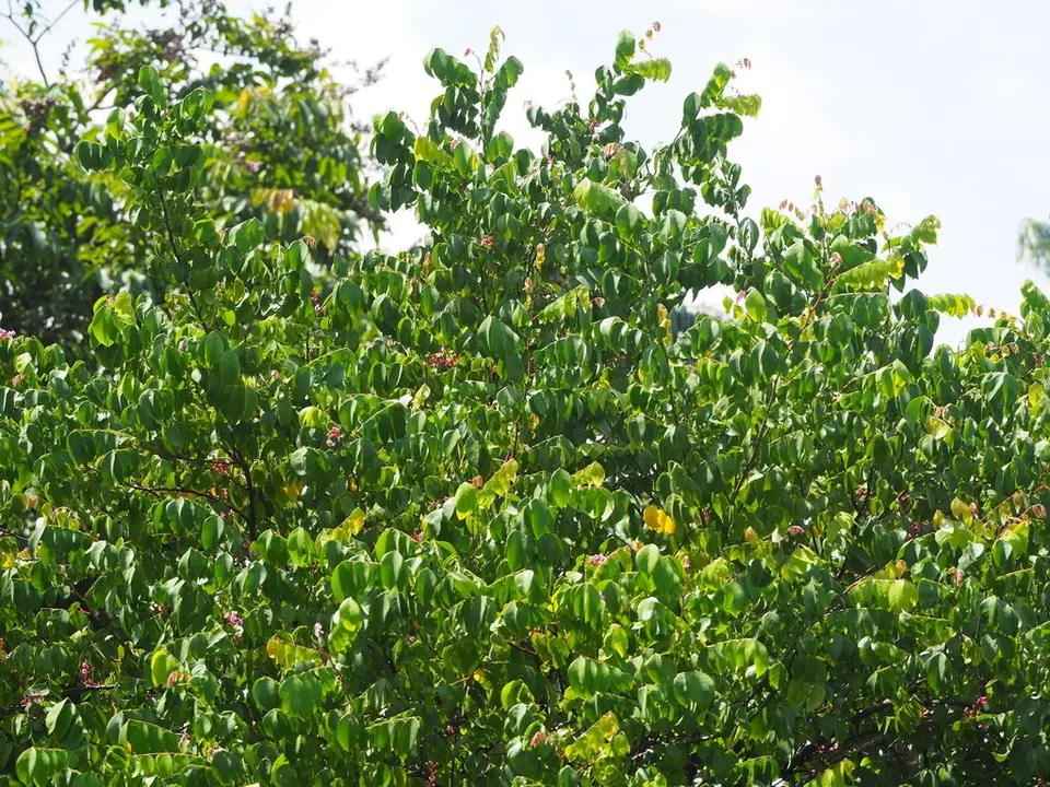 Starfruit (Averrhoa carambola)