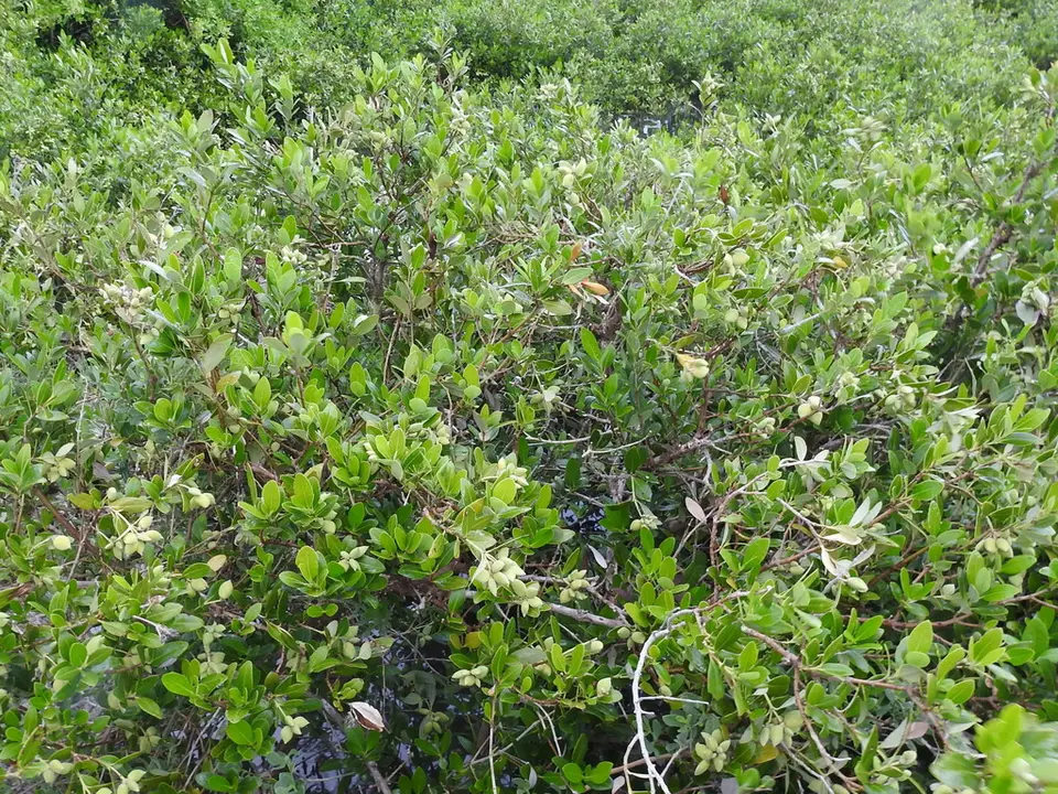 Black Mangrove (Avicennia germinans)