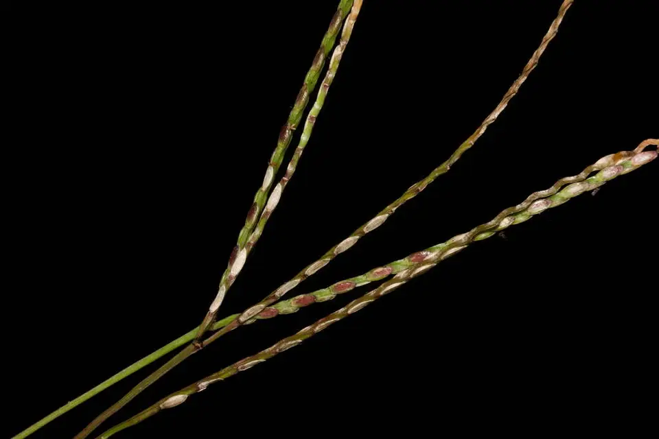 Broadleaf Carpetgrass (Axonopus compressus)