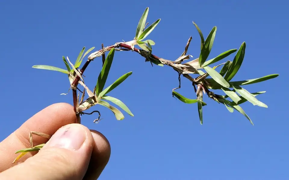 Narrow-Leaved Carpetgrass (Axonopus fissifolius)