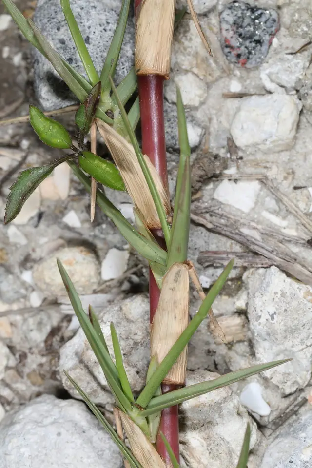 Big Carpetgrass (Axonopus furcatus)