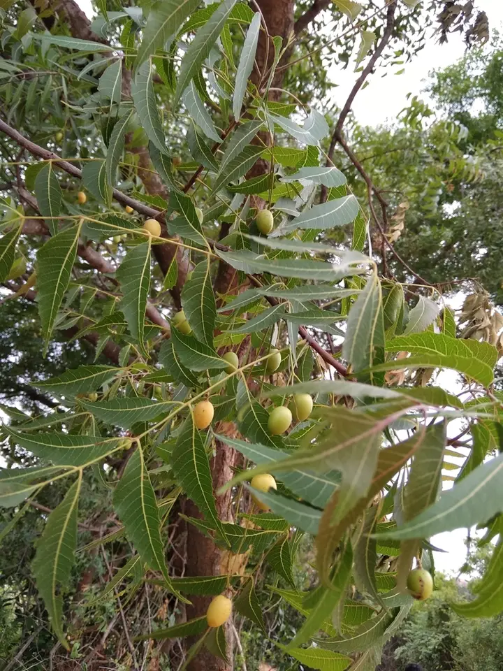 Neem (Azadirachta indica)
