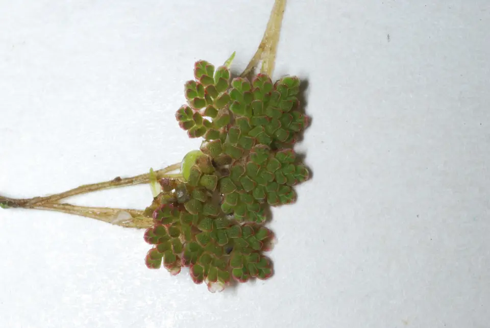 Eastern Mosquito Fern (Azolla caroliniana)