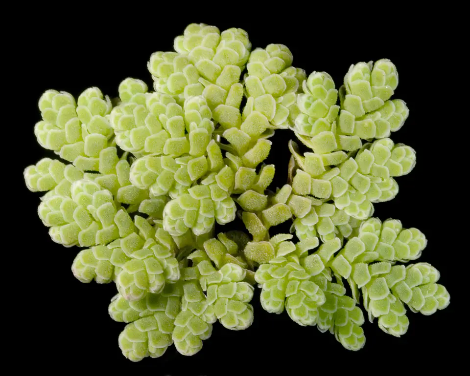 Water Fern (Azolla filiculoides)