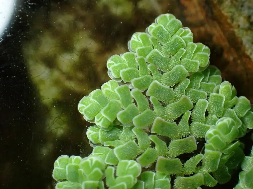 Feathered Mosquito Fern (Azolla pinnata)