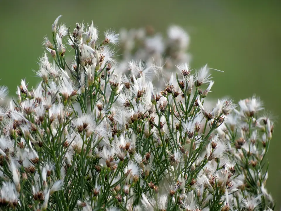 Saltwater False Willow (Baccharis angustifolia)