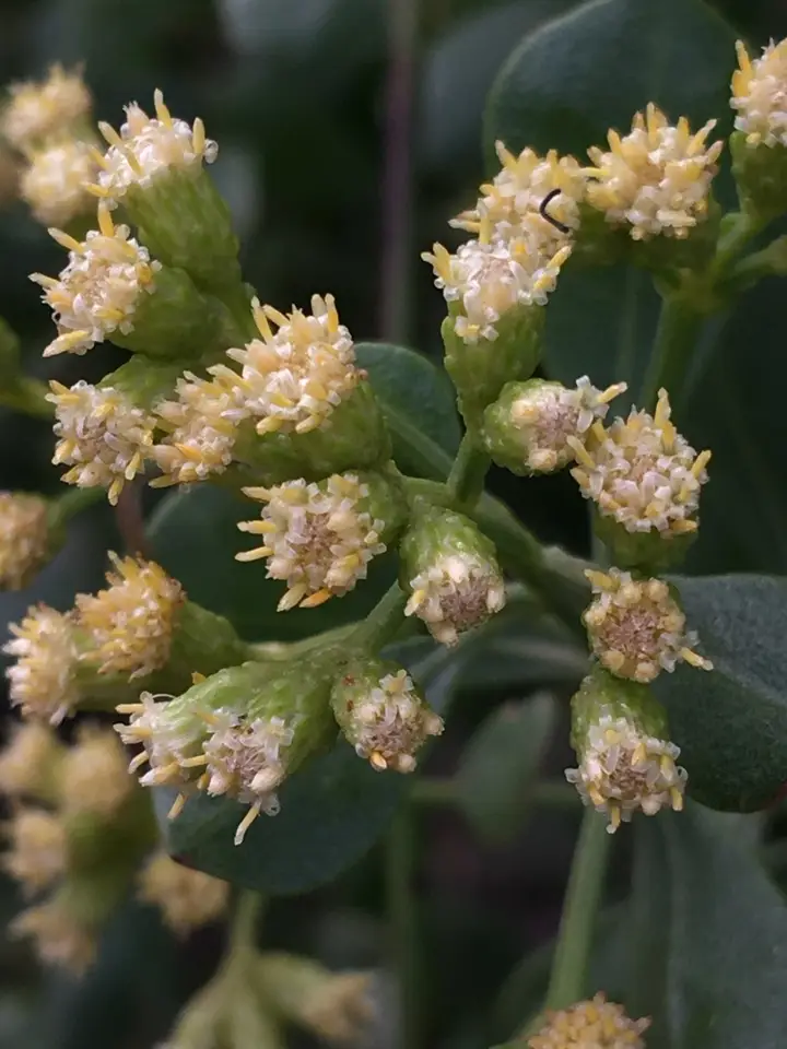Broombush False Willow (Baccharis dioica)