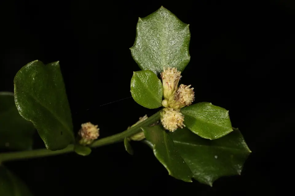 Silverling (Baccharis glomeruliflora)