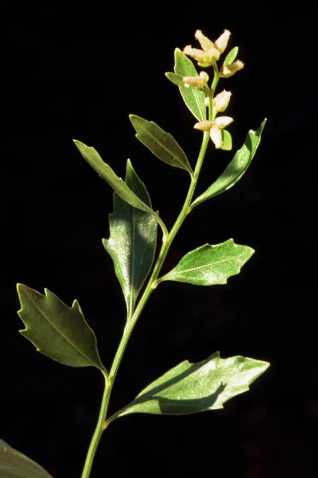 Groundsel Tree (Baccharis halimifolia)