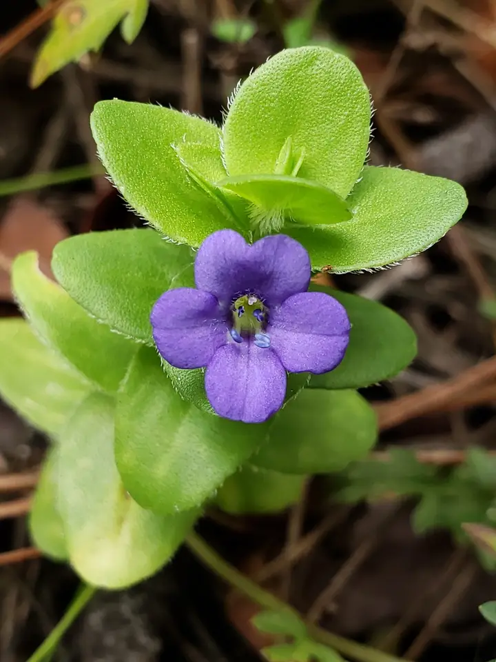 Carolina Water-Hyssop (Bacopa caroliniana)