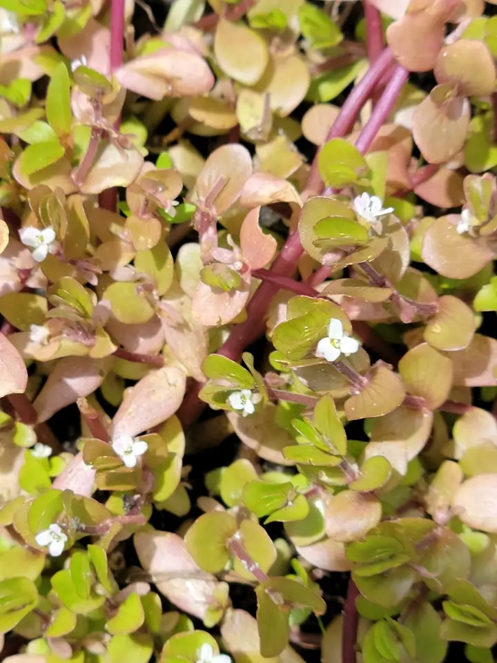 Tropical Water-Hyssop (Bacopa innominata)