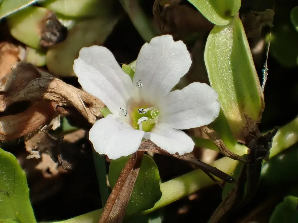Herb-Of-Grace (Bacopa monnieri)