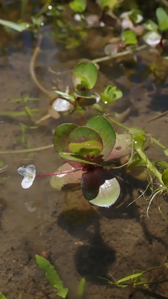 Creeping Waterhyssop (Bacopa repens)
