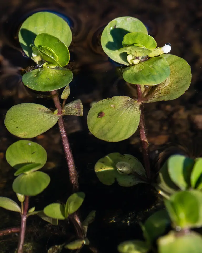 Roundleaf Water-Hyssop (Bacopa rotundifolia)