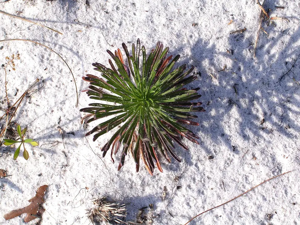 Coastal Plain Honeycombhead (Balduina angustifolia)