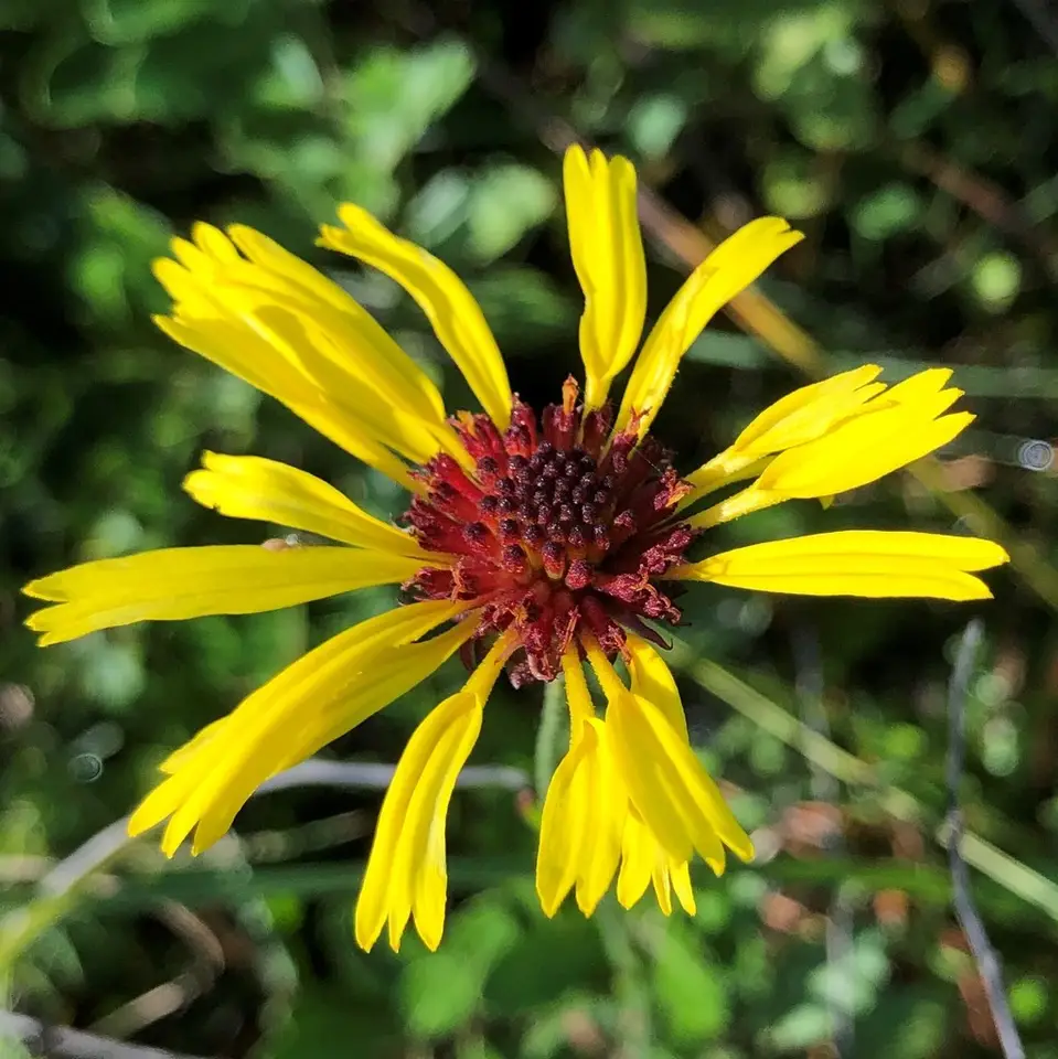 Purpledisk Honeycombhead (Balduina atropurpurea)