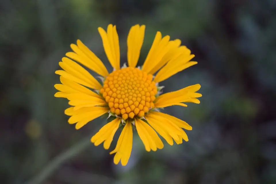 Oneflower Honeycombhead (Balduina uniflora)