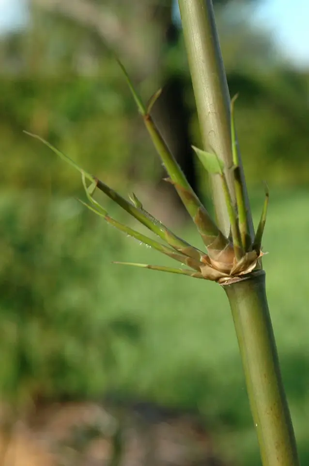 Timor Black Bamboo (Bambusa lako)