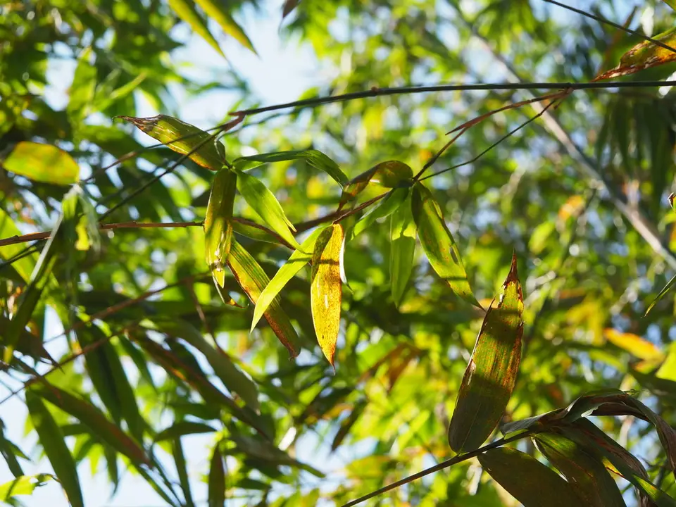 Giant Timber Bamboo (Bambusa oldhamii)