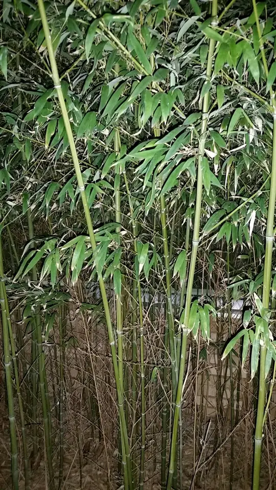 Weaver's Bamboo (Bambusa textilis)