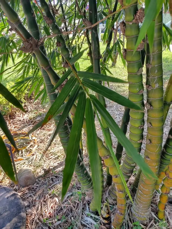 Punting Pole Bamboo (Bambusa tuldoides)
