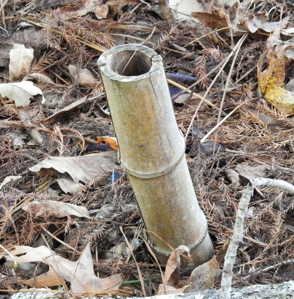 Common Bamboo (Bambusa vulgaris)