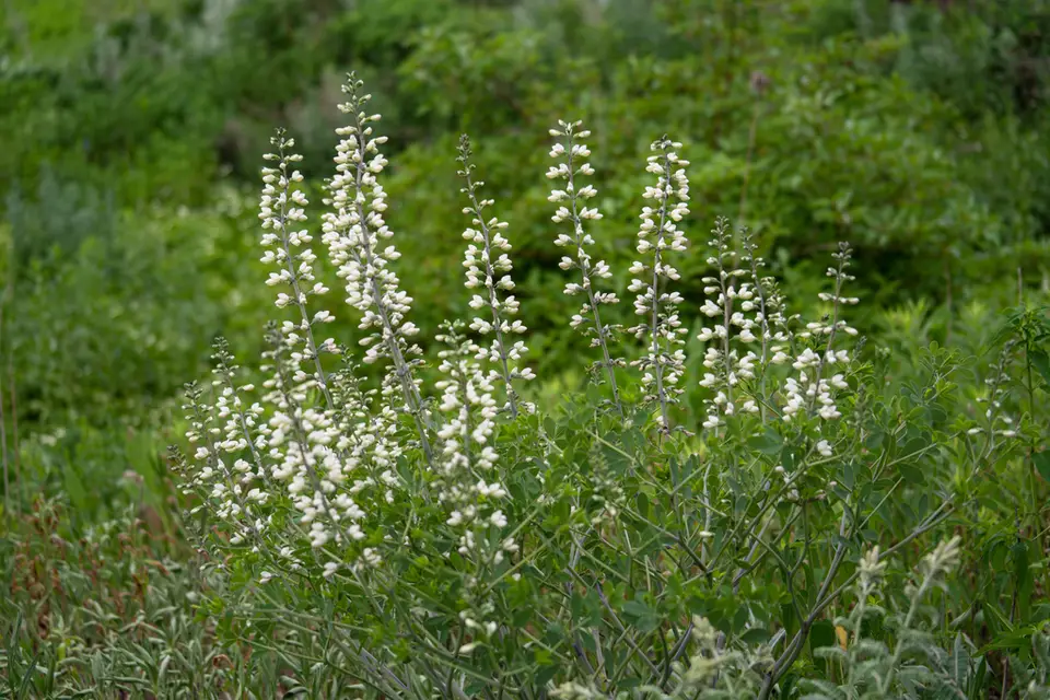 Thick-Pod White Wild Indigo (Baptisia alba)