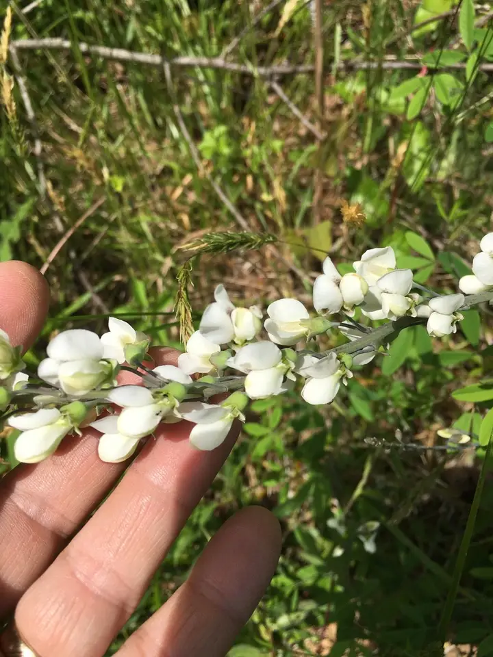 Spiked Wild Indigo (Baptisia albescens)