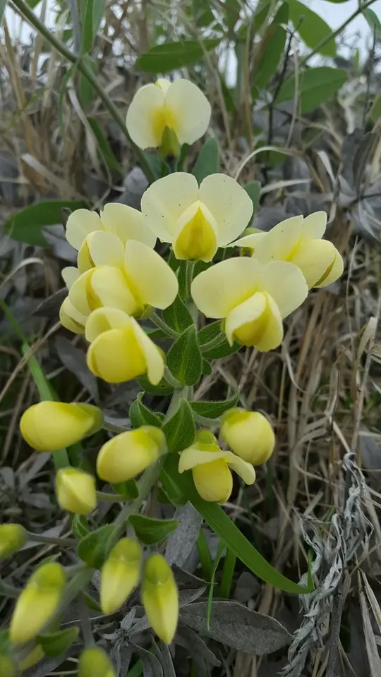 Longbract Wild Indigo (Baptisia bracteata)