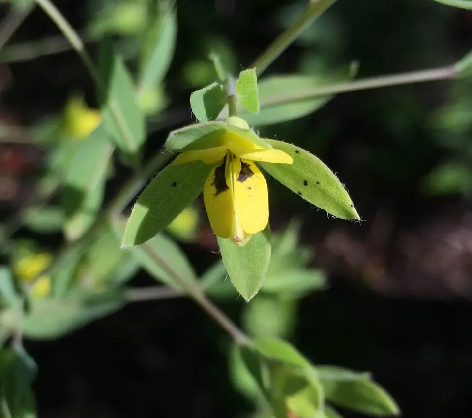 Florida Wild Indigo (Baptisia calycosa)