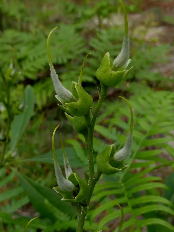 Gopherweed (Baptisia lanceolata)