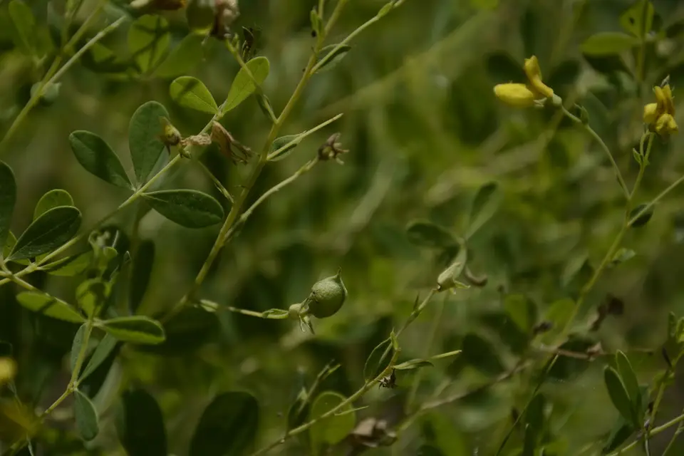 Pineland Wild Indigo (Baptisia lecontei)