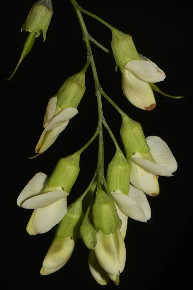 Apalachicola Wild Indigo (Baptisia megacarpa)