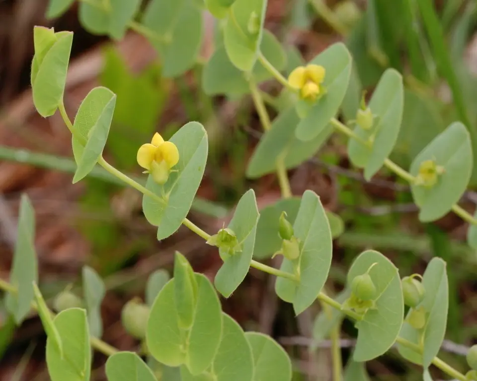 Catbells (Baptisia perfoliata)