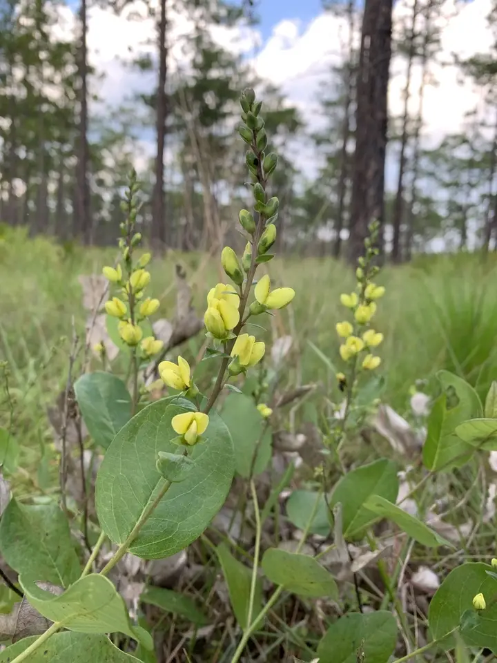 Scareweed (Baptisia simplicifolia)